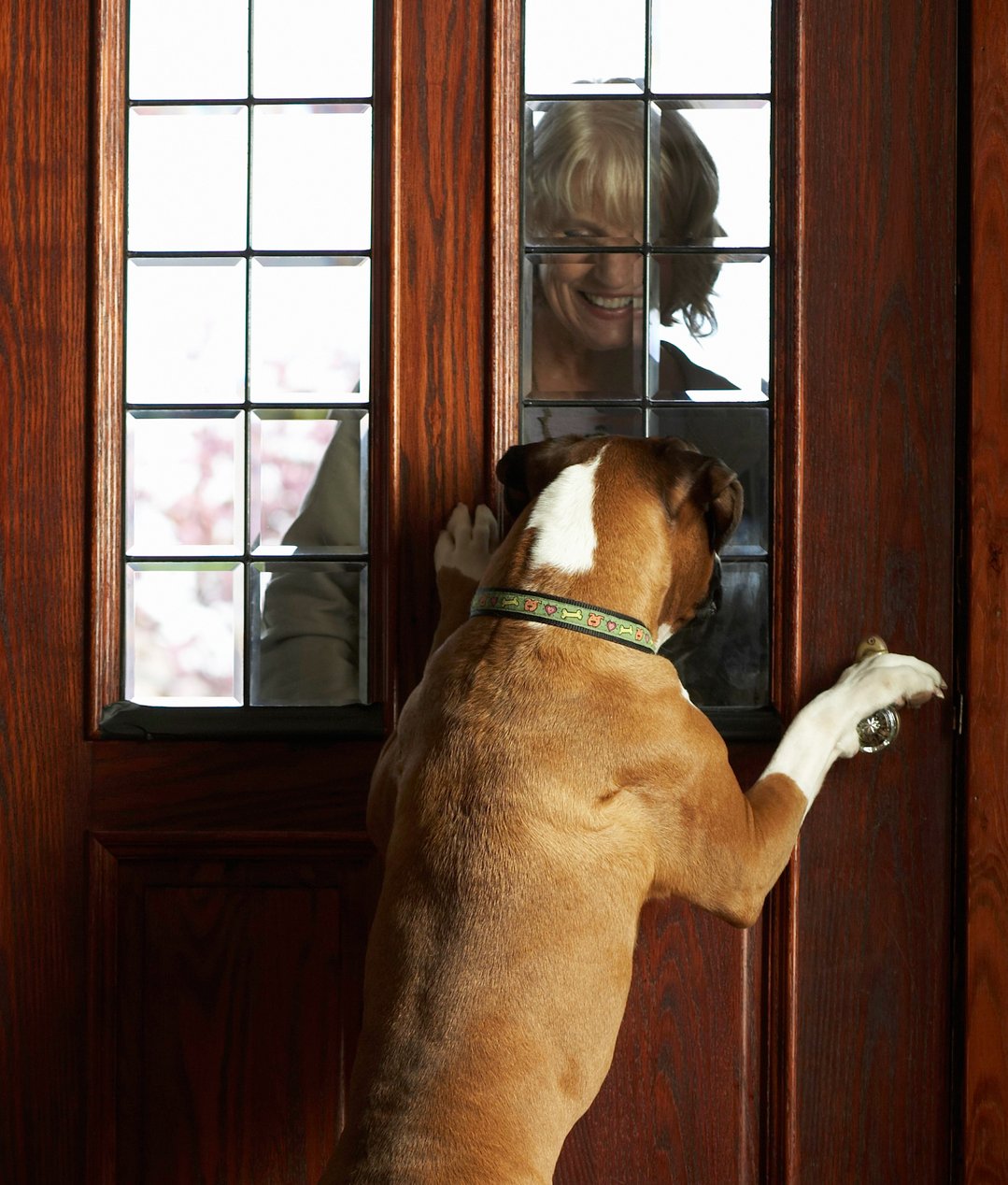 124049-dog-greeting-mature-woman-at-front-door-woman-smiling-2.jpg