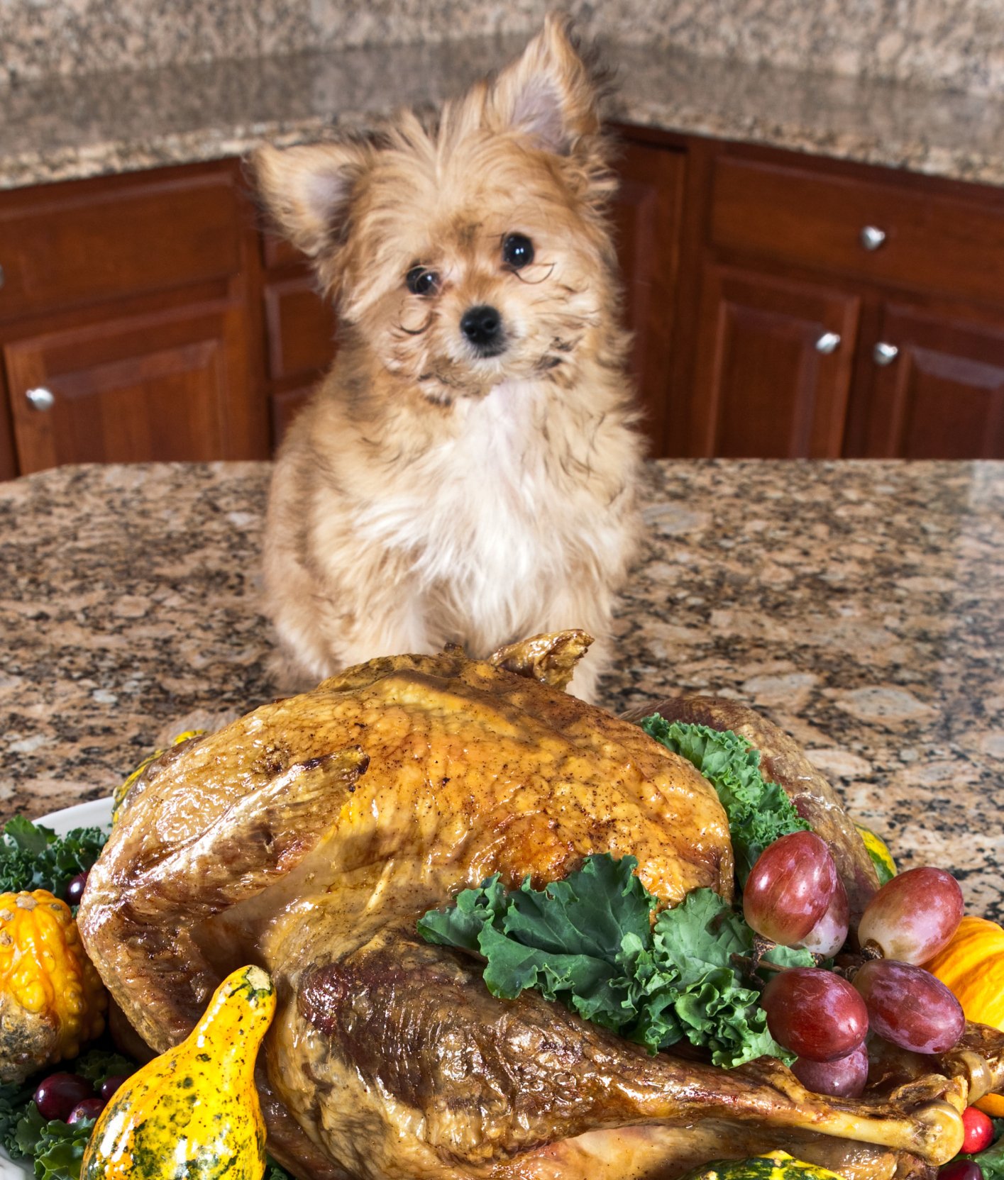124050-turkey-and-dog-2.jpg