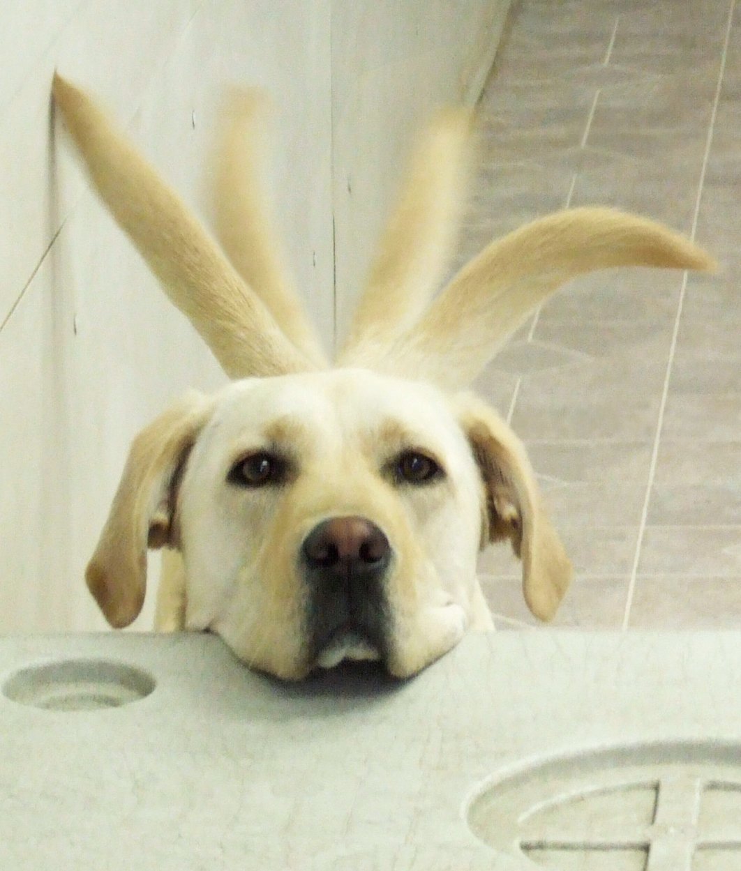 124052-yellow-lab-resting-head-on-crate-wagging-tail-2.jpg