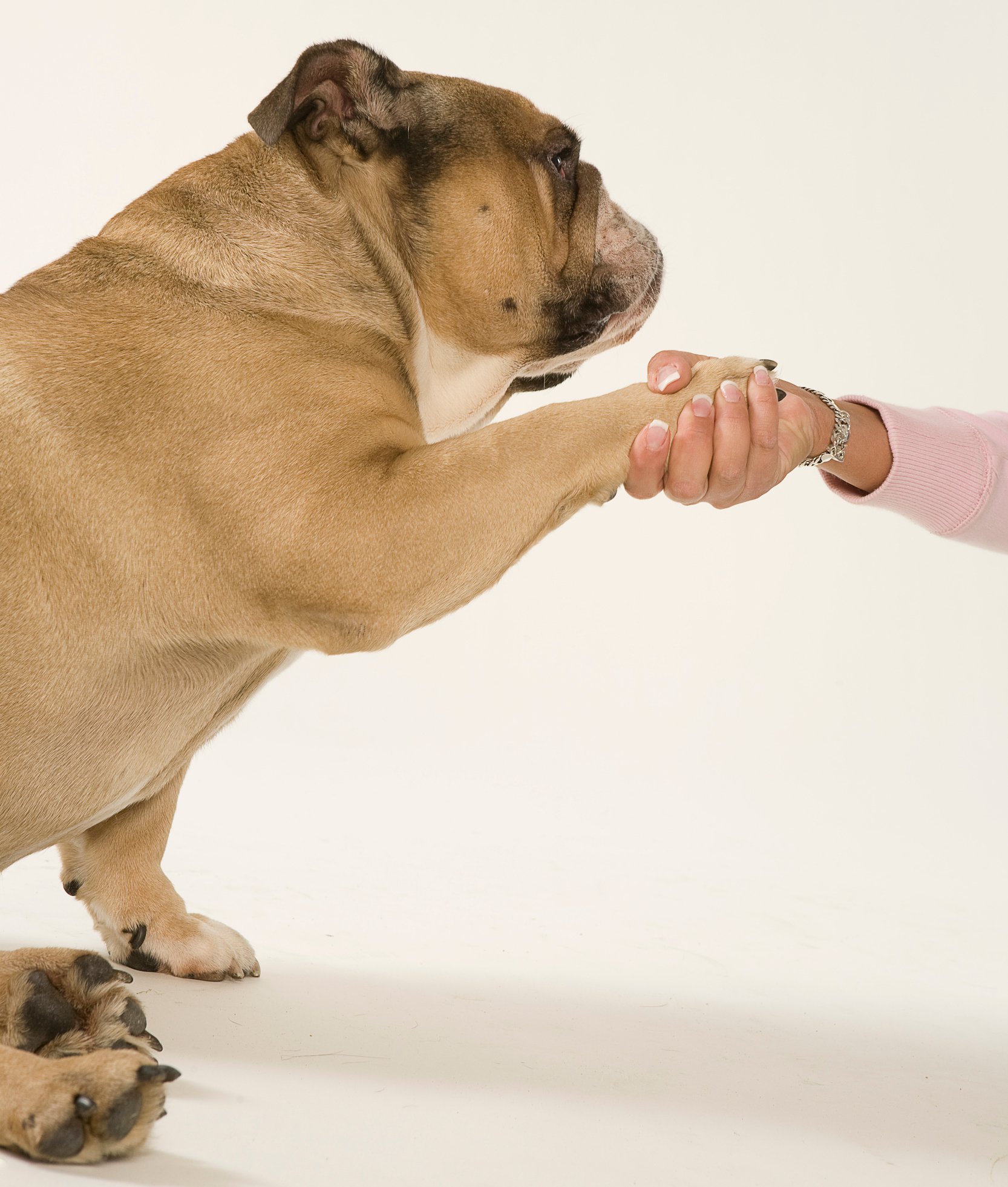 124054-english-bulldog-canis-lupus-familiaris-shaking-paw-with-p.jpg