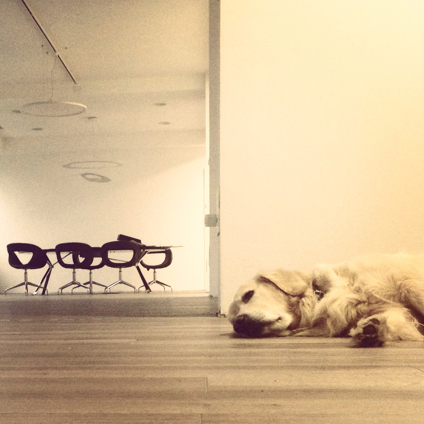 125435-dog-office.jpg 125435-dog-office.jpg