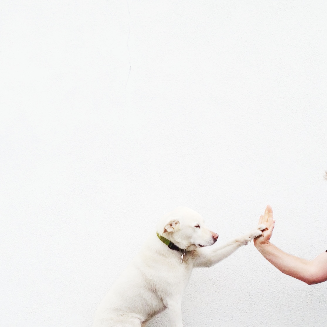 125449-pets-thumbs.jpg