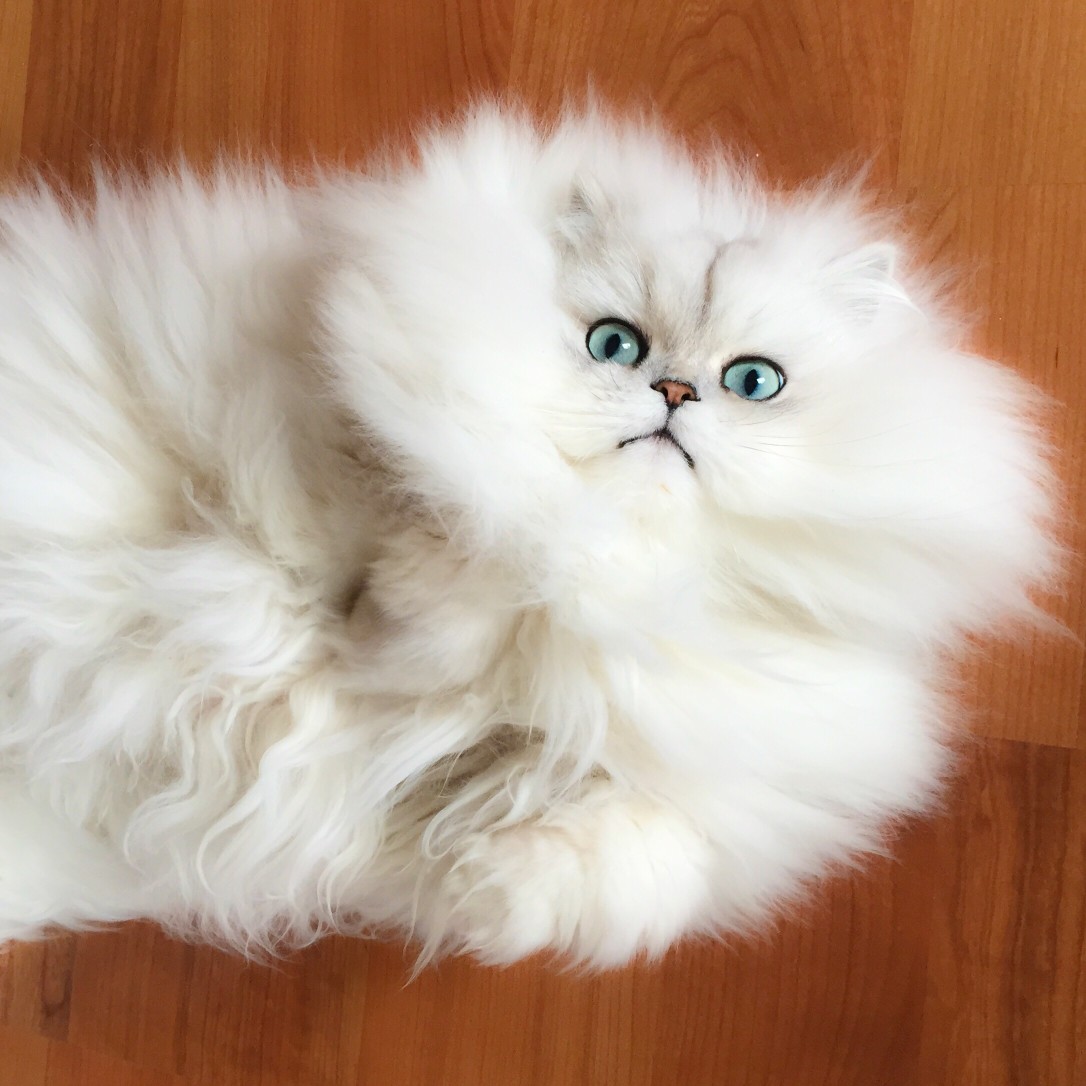 125497-national-hairball-day.jpg