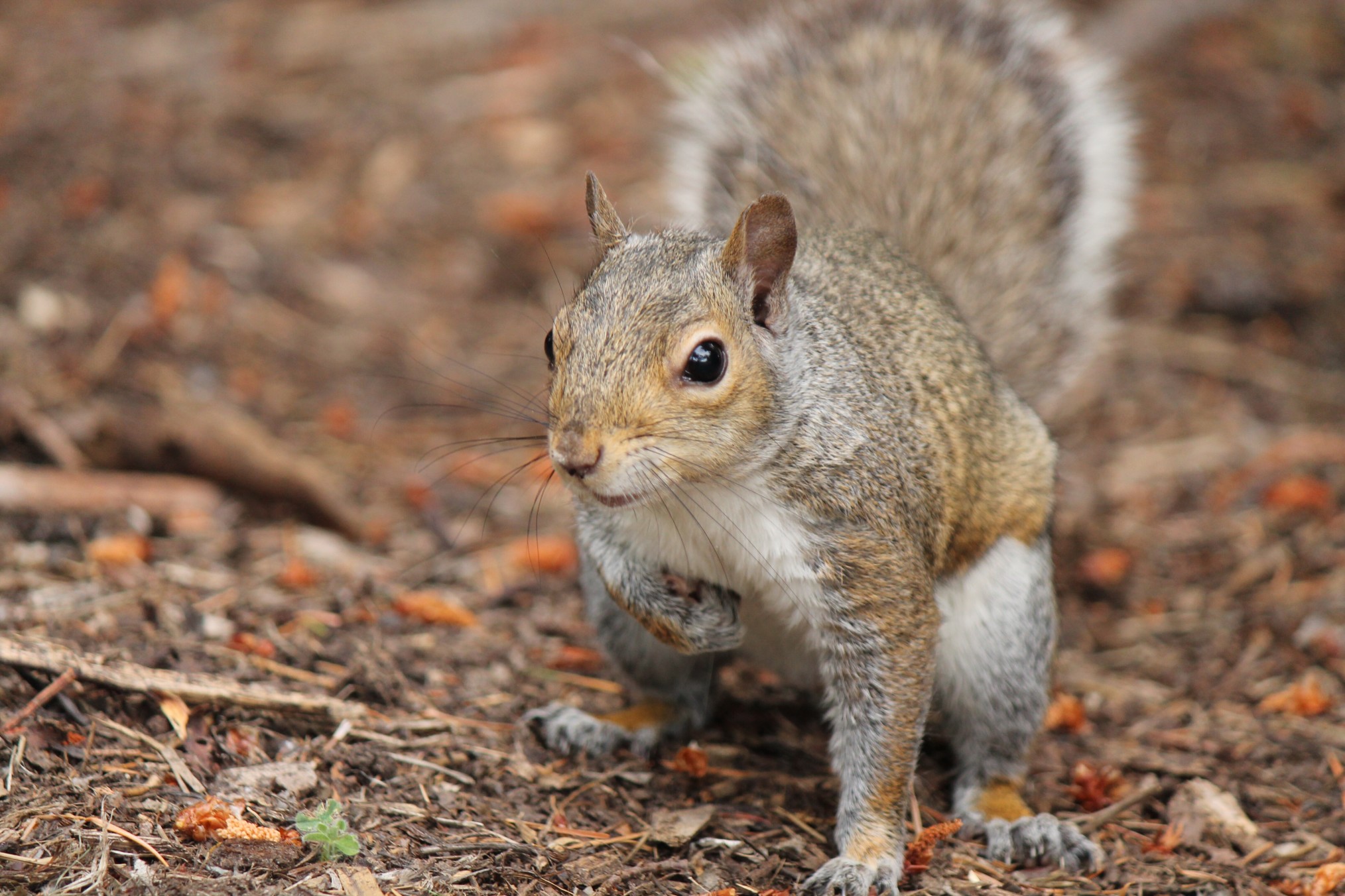 125540-squirrel-day.jpg