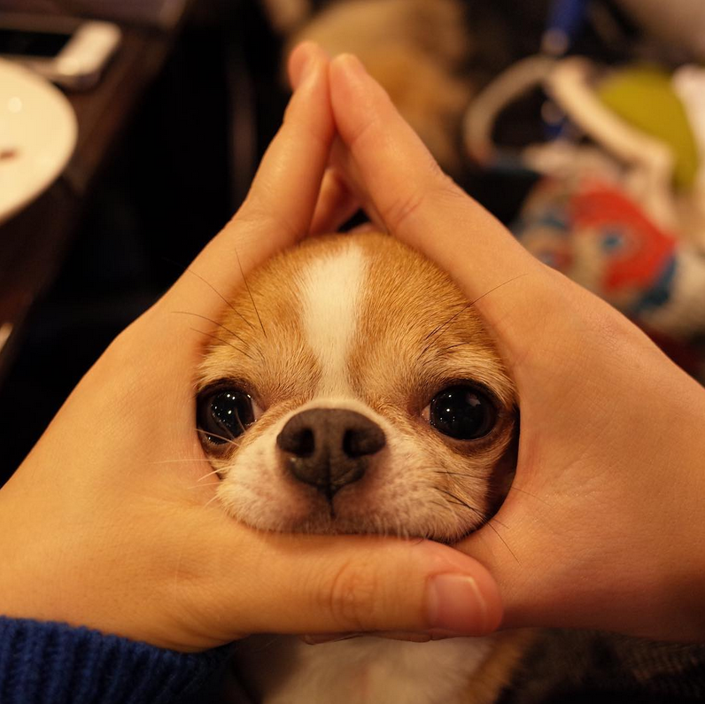129831-rice-ball-15.png