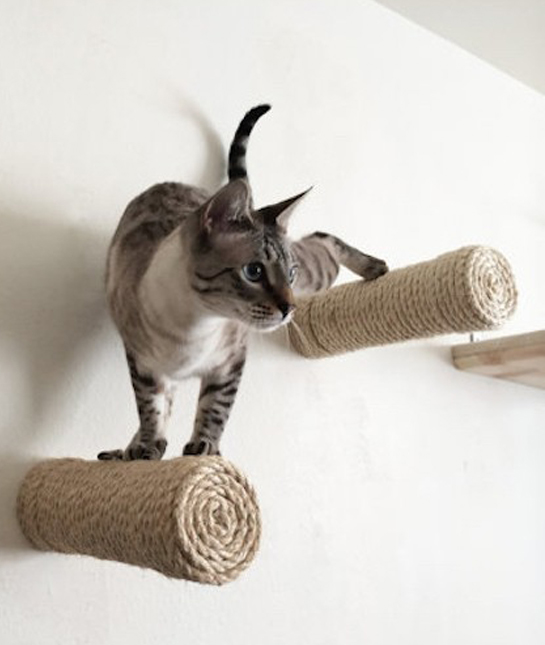 131818-11-petgadgets.jpg