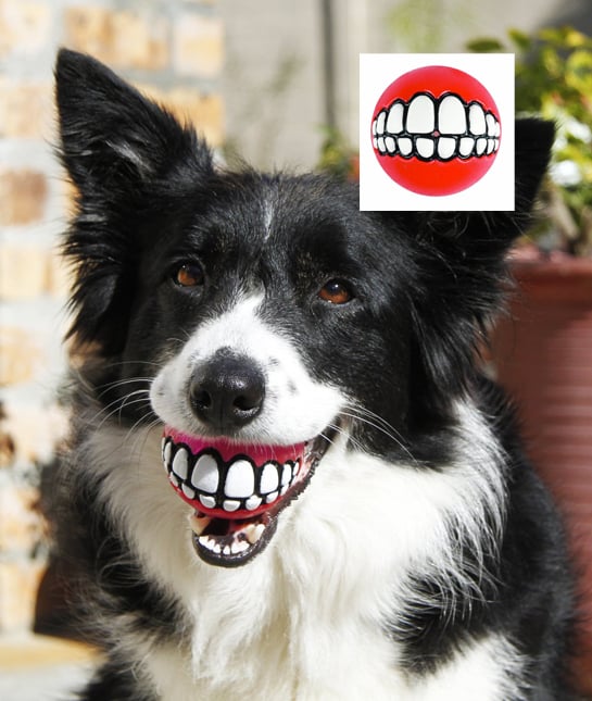 131819-10-petgadgets.jpg