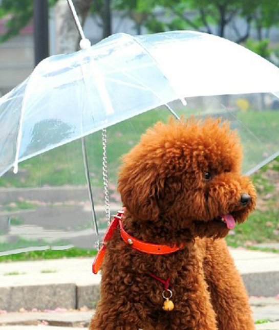 131823-14-petgadgets.jpg