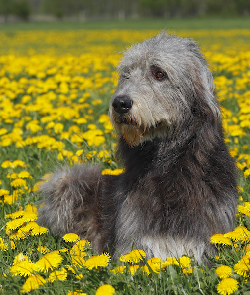 Irish Wolfhound dog (Canis lupus familiaris) male dog, domestic dog Irish Wolfhound dog (Canis lupus familiaris) male dog, domestic dog