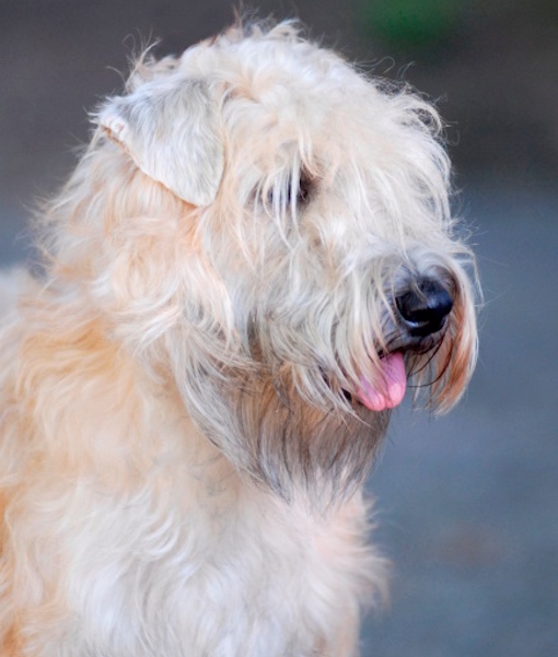Irish Soft-coated Wheaten Terrier