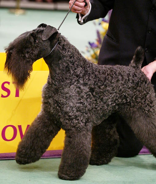 Westminster Kennel Club Dog Show