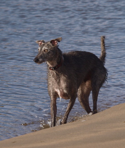 Lurcher dog playing at the beach, UK