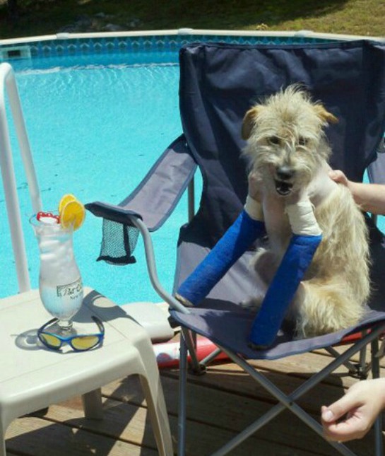 136858-mason-the-brave-tornado-dog.jpg