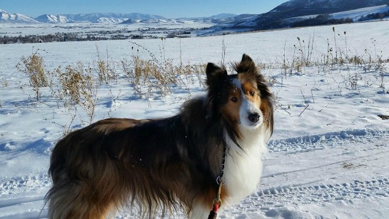 136899-dooley-the-dog.jpg
