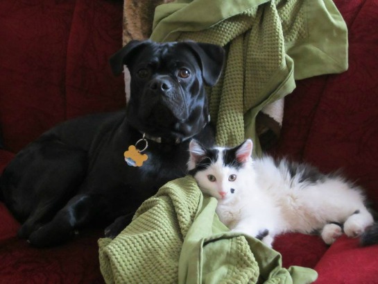 136900-opie-the-dog-and-roscoe-the-cat.jpg