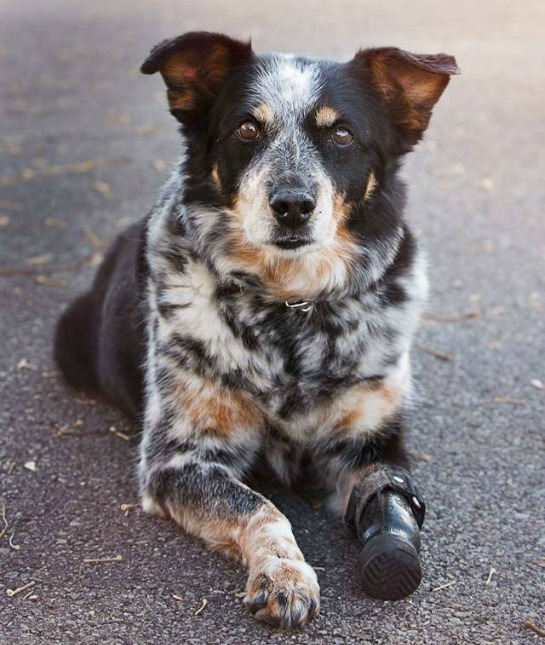 136921-hogan-the-railroad-dog.jpg 136921-hogan-the-railroad-dog.jpg