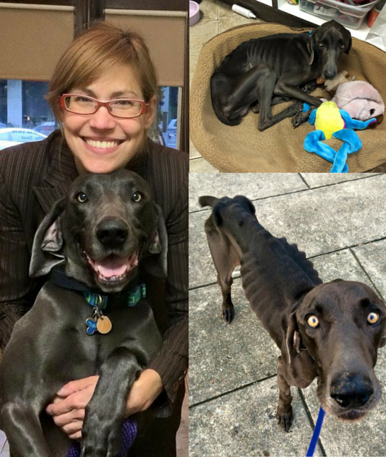 136923-alex-the-dog-montage.png