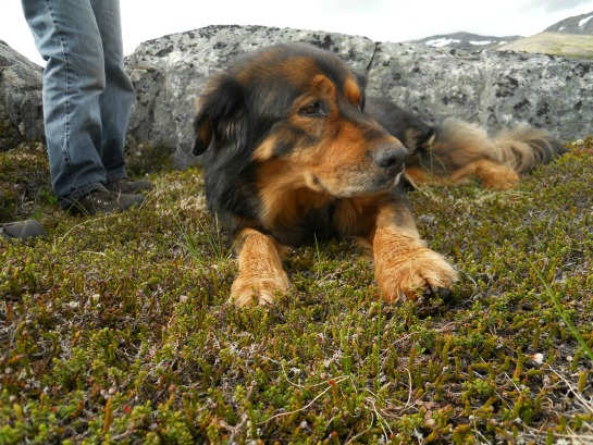 136941-steve-mason-the-dog.jpg