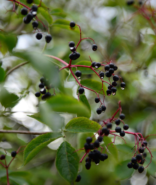 137192-elderberries-twenty20.jpg