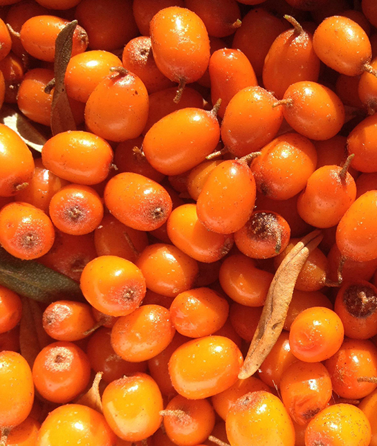 144816-5-buckthorn-twenty20_8619eba8-e7d4-4286-9558-25cdf2f65f0f.jpg