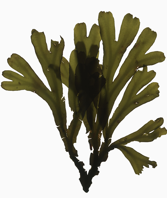 Seaweed, Bolinas, California.