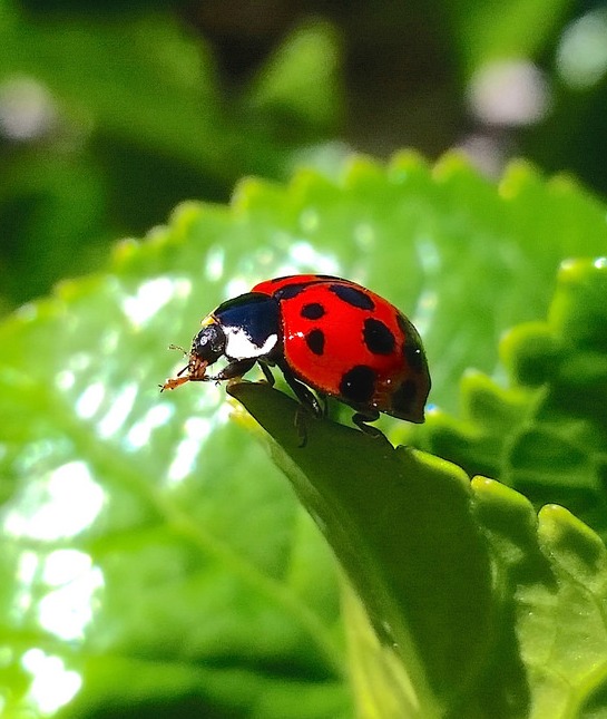 150967-lady-bug-resized2.jpg