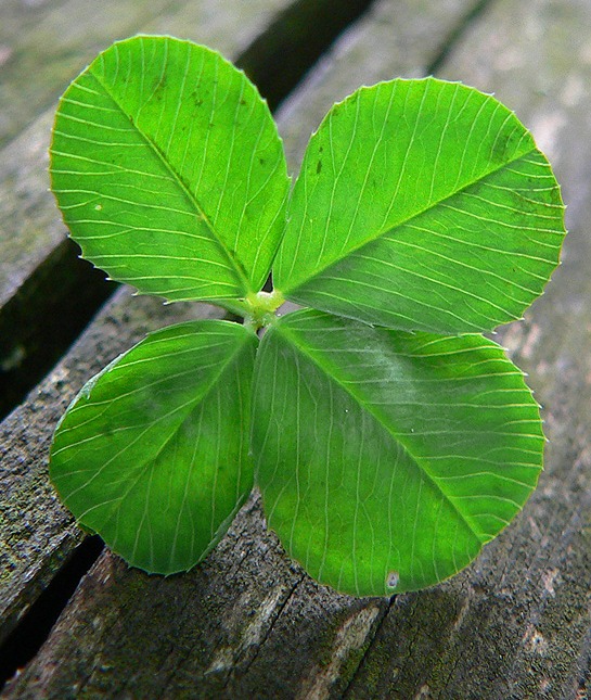 150968-4-leaf-clover-resized2.jpg