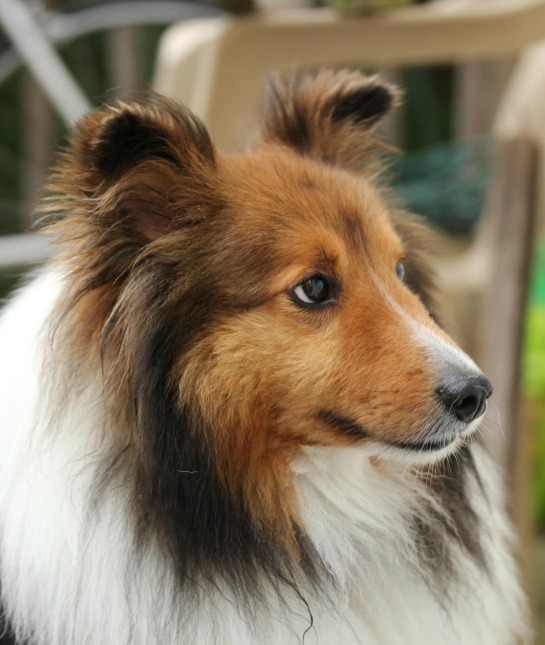 151192-dog-resized.jpg 151192-dog-resized.jpg