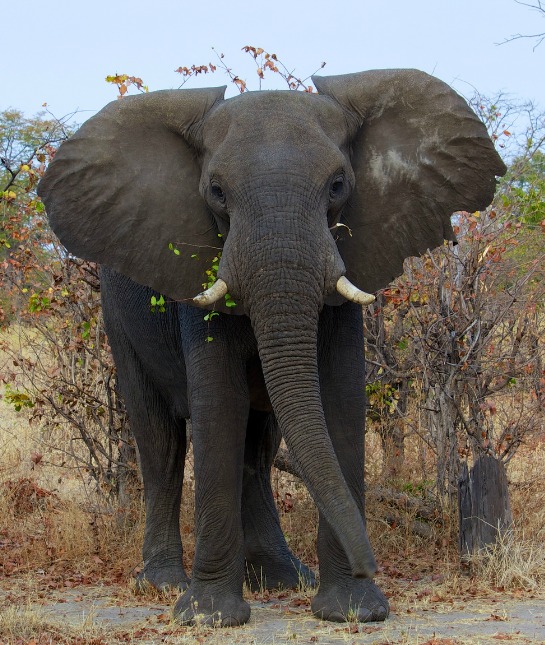 151193-elephant-resized.jpg