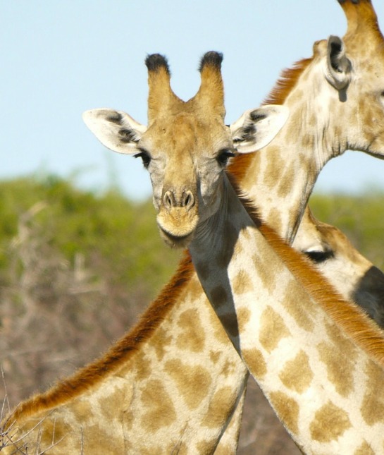 151194-giraffe-resized.jpg