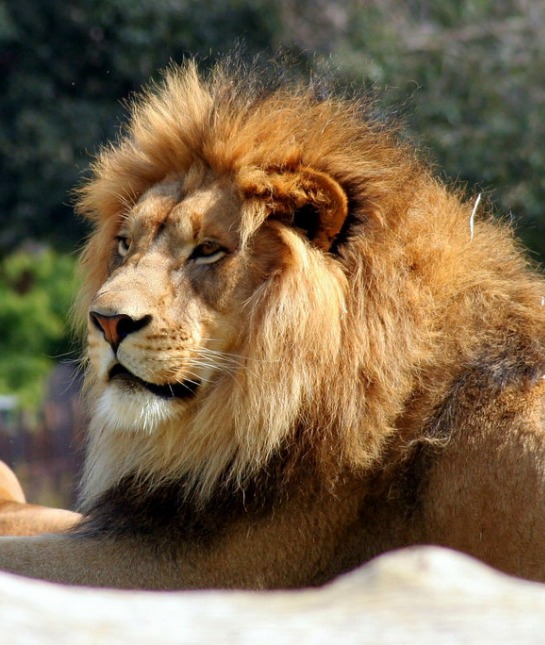 151195-lion-resized.jpg