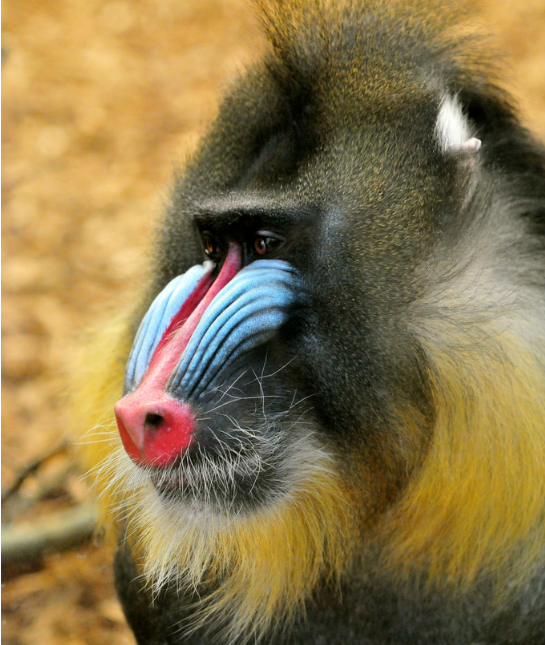 151196-baboon-resized.png