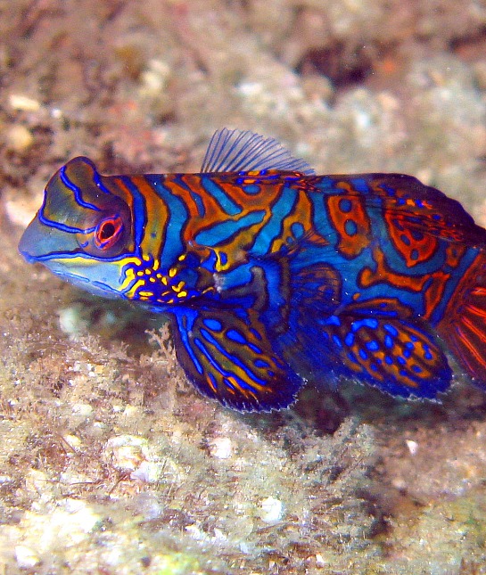 151200-mandarin-fish-resized.jpg