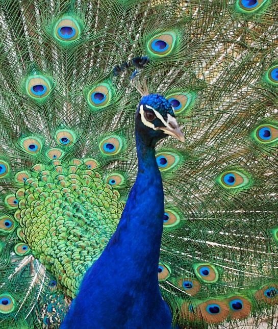 151201-peacock1-resized.jpg