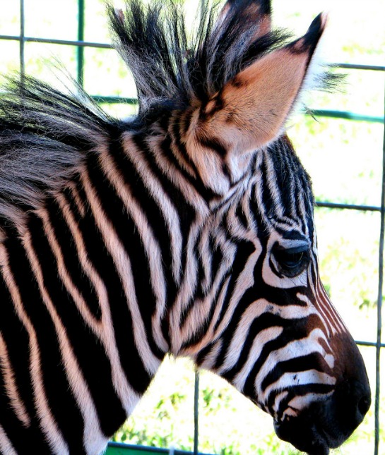 151202-zebra-resized.jpg
