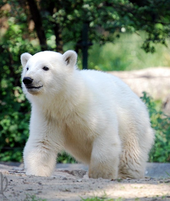151205-polar-bear-resized.jpg