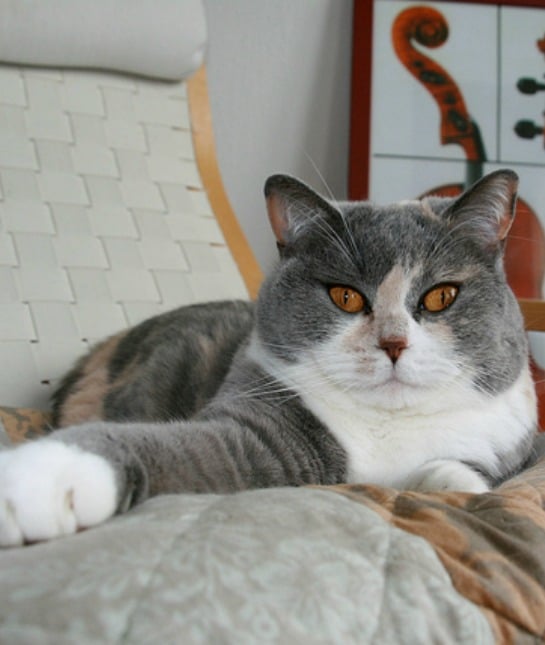 151373-british-shorthair.jpg