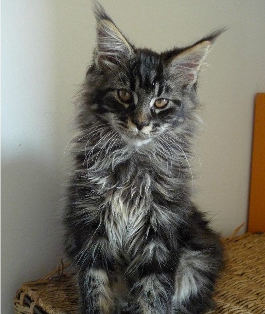 151374-maine-coon-resized.png