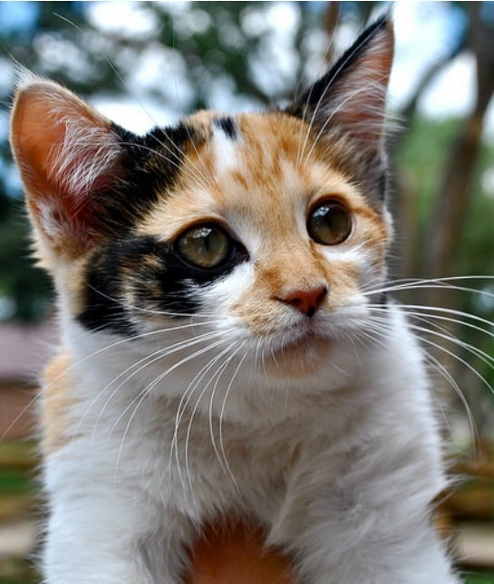 151377-calico.jpg