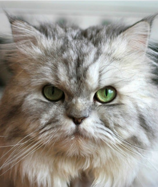 151378-persian.jpg