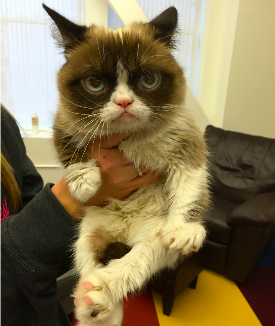 151379-grumpy-cat-1-resized.png