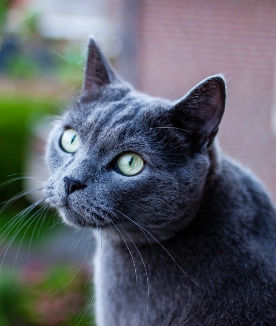 151380-russian-blue-resized.jpg