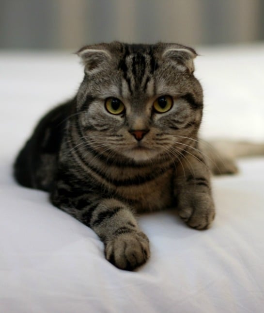 151381-scottish-fold-resized.jpg