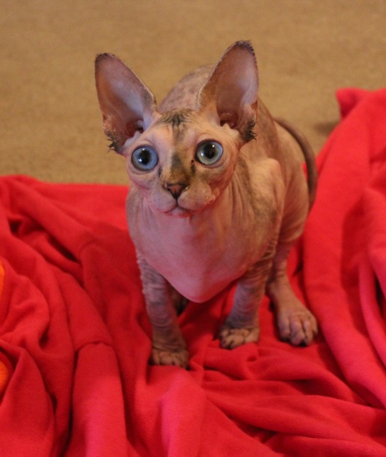 151382-sphinx-cat-resized.jpg