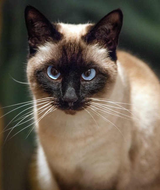 151383-siamese-resized.jpg