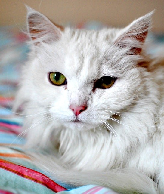 151384-turkish-angora-resized.jpg