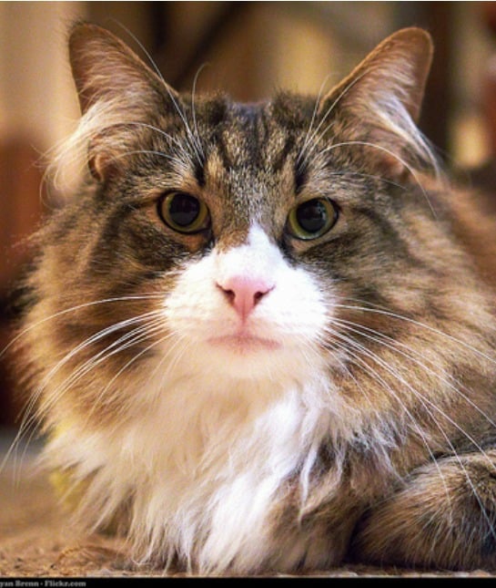 151385-cat.jpg