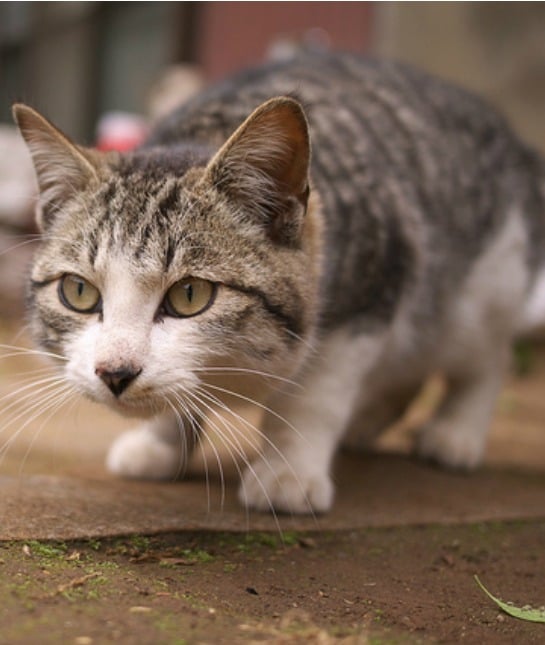 151386-scorpio-housecat.jpg