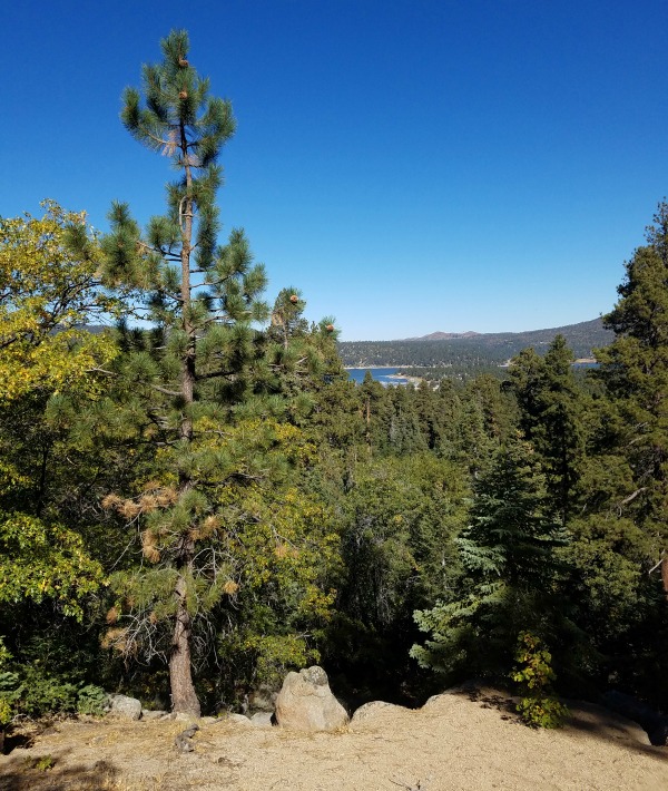152872-forest.jpg