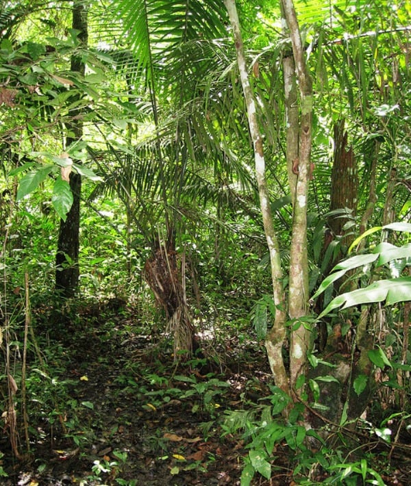 152878-jungle.jpg